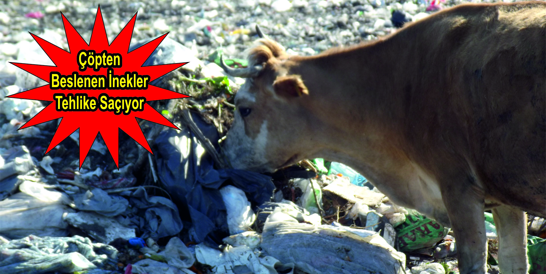 Çöpten beslenen inekler tehlike saçıyor