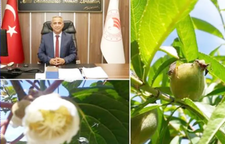 MEYVEDE KAHVERENGİ KOKARCA İLE MÜCADELE 