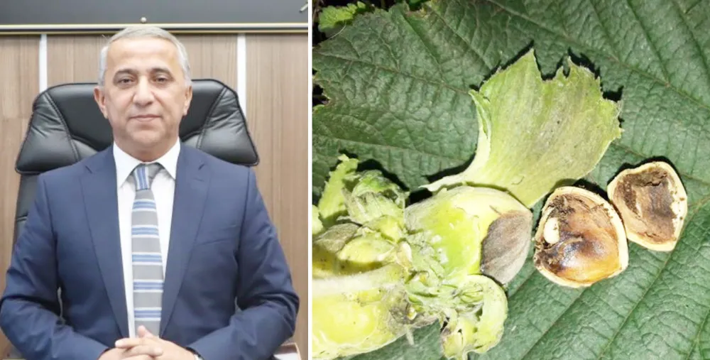 İBRAHİM SAĞLAM’DAN FINDIK KURDU UYARISI