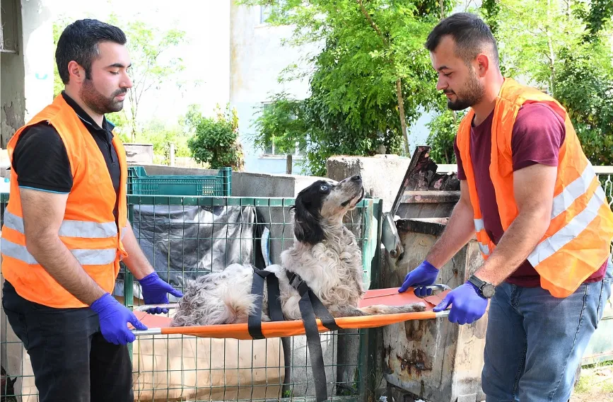 YARALI KÖPEĞE BELEDİYE ŞEFKATİ